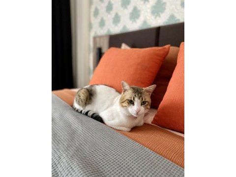 1.5 yaşında tekir uysal ve sevecen