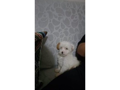 Maltipoo 3 aylık yavru