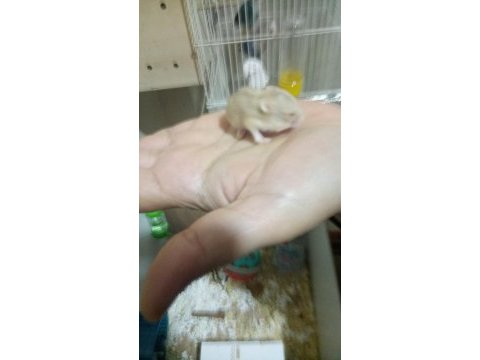 Gonzales hamster