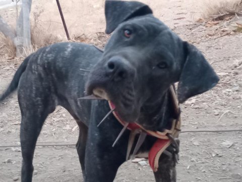 Erkek italyan mastiff (cane corso) 7 aylık safkan