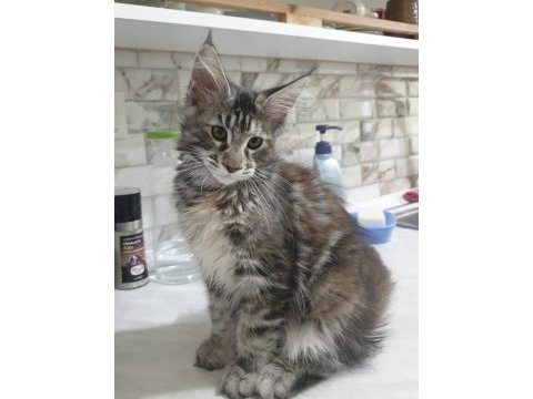 Show kalitesinde muhteşem maine coon dişi