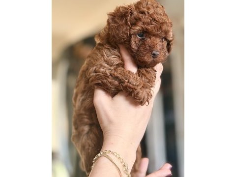Safkan kore anne babadan toy poodle son dişi yavru