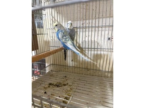 Kuluçka makinesi gibi yavrulu iki takım muhabbet