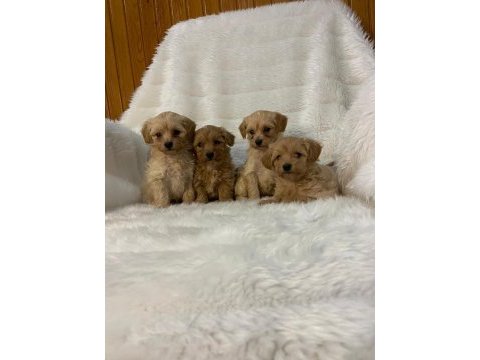 Safkan ırk garantili f1 maltipoo yavrularımız