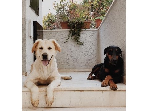 Dişi köpek ile çiftleştirmek istiyoruz golden retriever