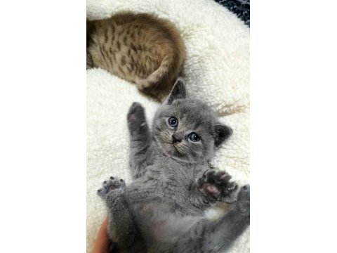 Erkek british longhair bebek