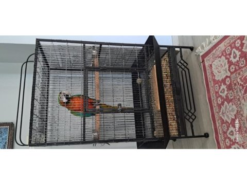 El besleme 11 aylık insan canlısı macaw