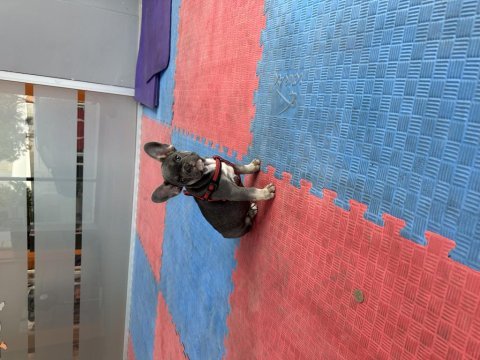 Safkan a kalite muhteşem genetik french bulldog yavruları