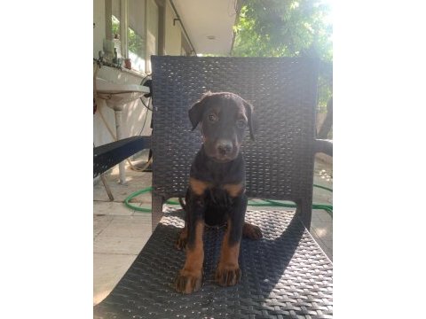 Doberman yavrularımız