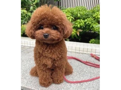 Toy poodle bebek köpeklerimiz