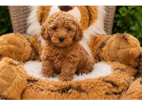 Yasal  köpek çiftliğinden toypoodle  yavrularımız 