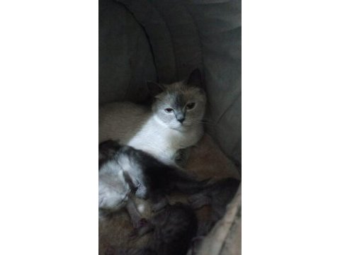 Yetişkin british longhair kedilerimi sahiplendiriyorum