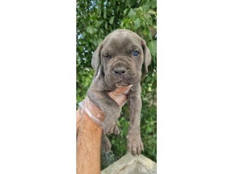 Irk ve sağlık garantili cane corso yavrular