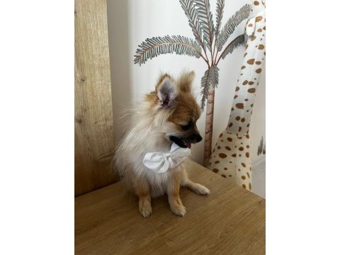 6 aylık pomeranian spitz köpeğimiz