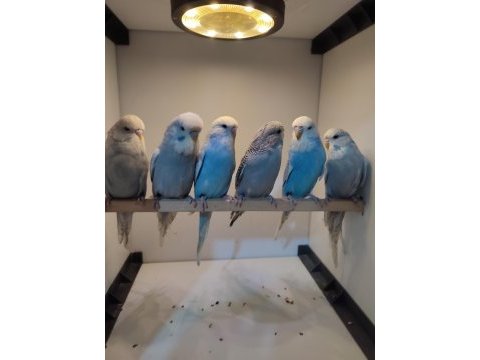 Show jumbo dişi muhabbet kuşu yavrular çok uyguna