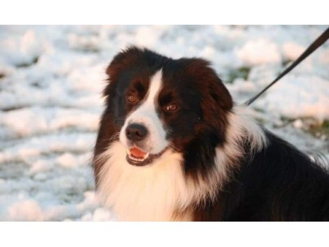 Fcı kıf şecereli mikro çipli 6 aylık aşılı border collie