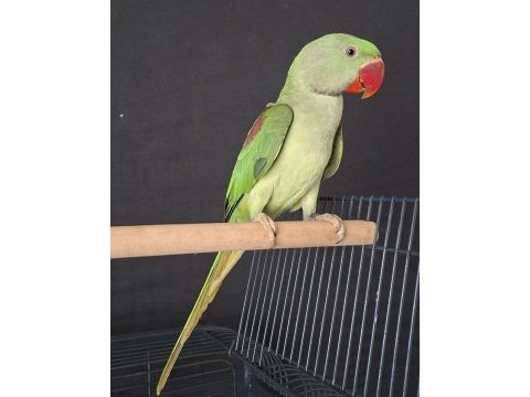 Kalite isteyen erkek alexander yavru 4.5 aylık