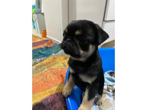 Black tan pug yavrular
