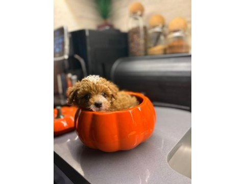 Maltipoo canlarım ev üretimi