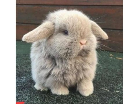 Hollanda teddy lop tavşan yavruları hazır