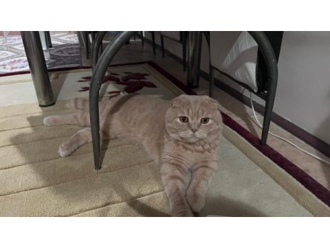 Yetişkin scottish fold