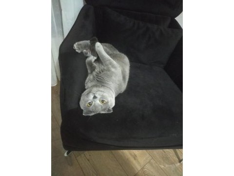 1,5 yaşında kısır ücretsiz sahiplendirilecek scottish fold