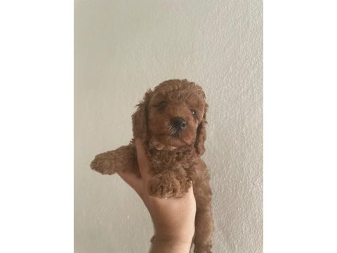 Toy poodle bebeklerim yeni yuvalarına gitmeye hazır
