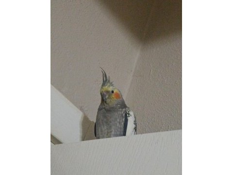 Kafes ile birlikte konuşan erkek sultan papağanı