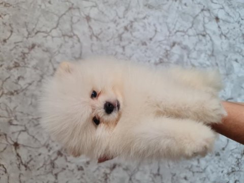 Show kalite pomeranian boo