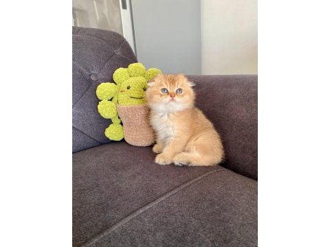 Sakin insan canlısı british shorthair gold yavrularımız