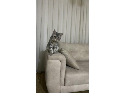 British shorthair duman yeni yuvasını bekliyor