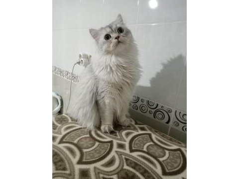 Şeker kedimiz yeni yuvasını arıyor