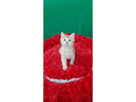 Golden british shorthair