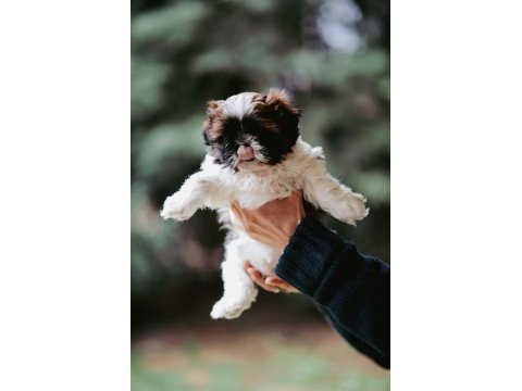 Safkan harika anne altından shih tzu bebekler