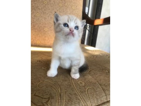 British shorthair erkek yavru