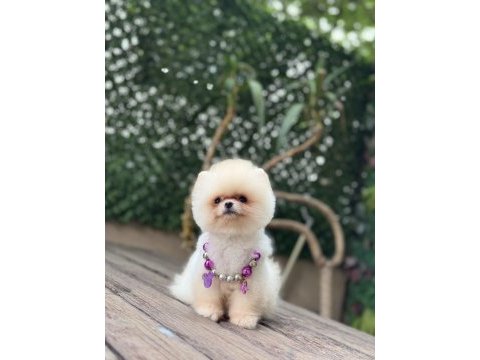 Tea cup pomeranian boo kızımız