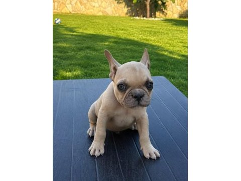 French bulldog köpeğimiz