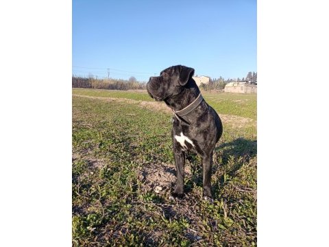 Fcı/kıf a class şecereli show kalitede cane corso yavrular