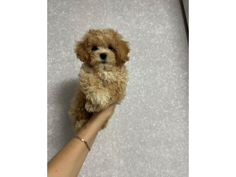 Dünya tatlısı maltipoo yavruları