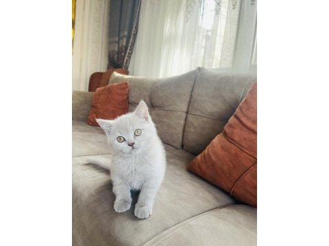 Lilac british shorthair 2 aylık yavru