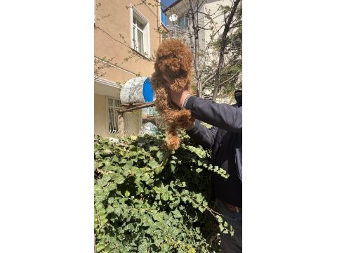 Toy poodle türkiye starı