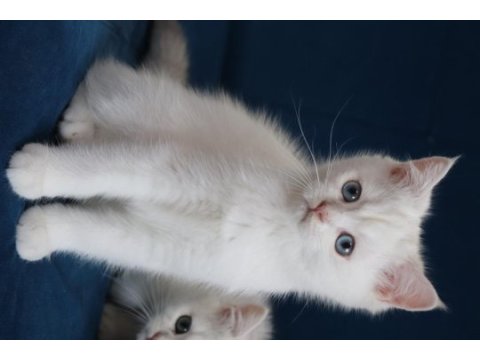 Safkan british shorthair kardeşler