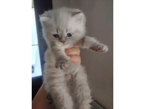 Çok tatlı 2 erkek 1 dişi yavru