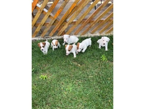 Safkan erkek ve dişi jack russell köpekler