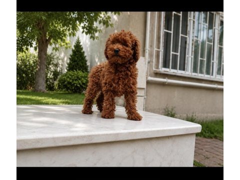 Toy poodle kardeşler