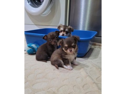 Elma kafa küt burun teacup chihuahua bebekler