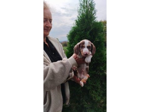 Birbirinden özel dachshund yavruları