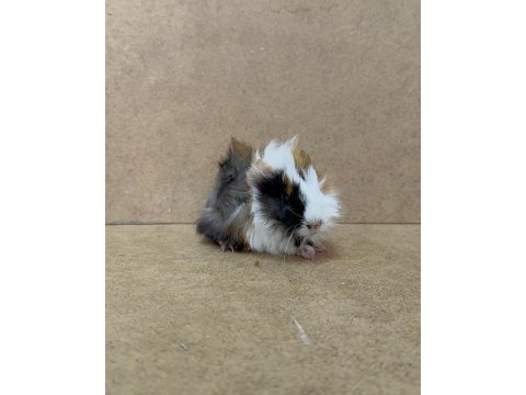 Ginepig yavrularımız gün içi gönderim sağlanmakta