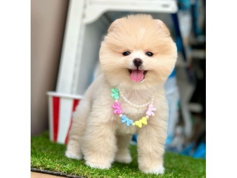Safkan pomeranian boo yavrularımız