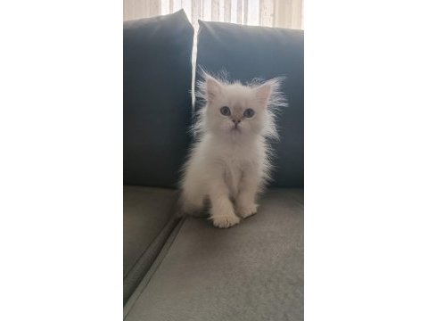 Mükemmel british longhair erkek